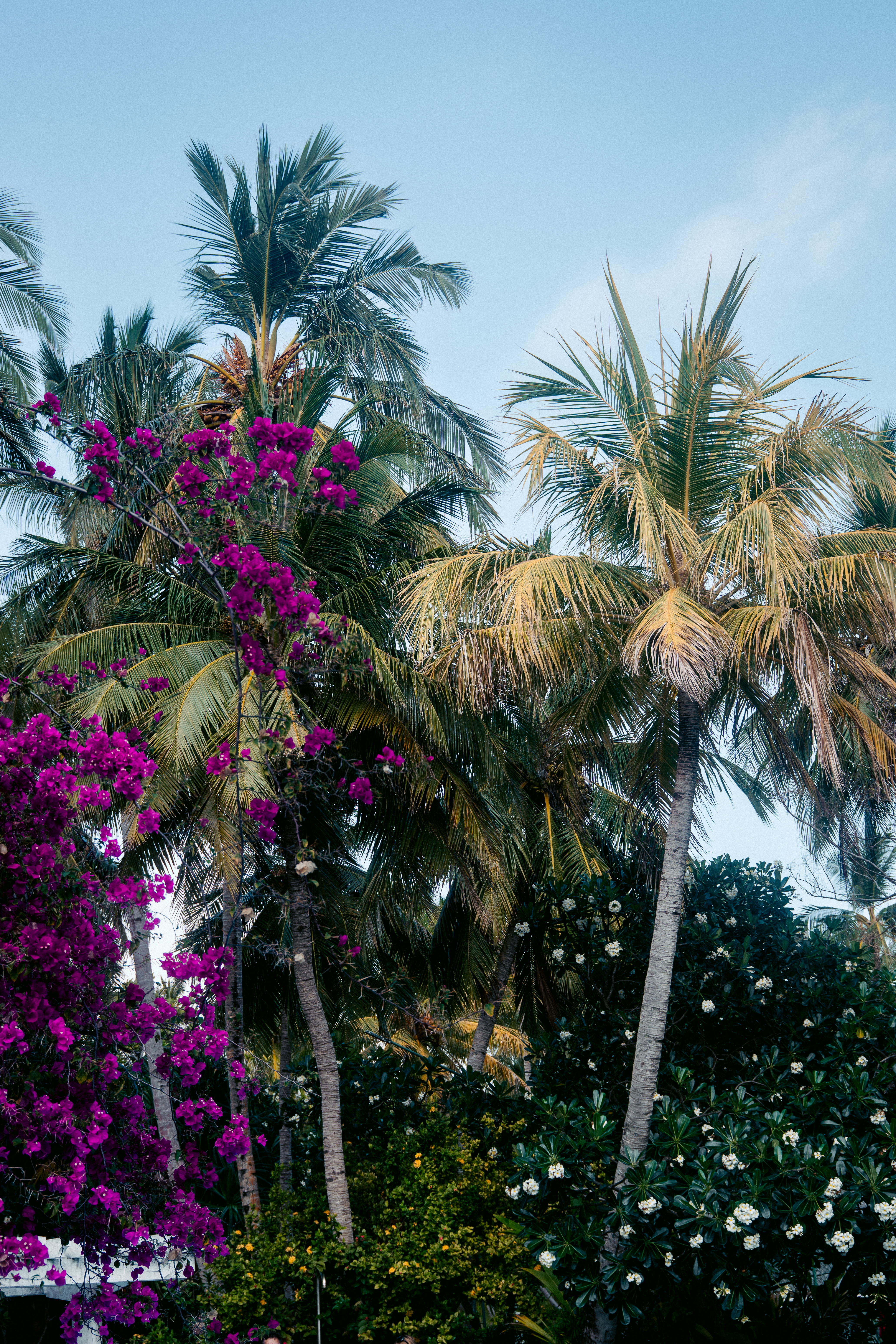 Tropical Island Canopy